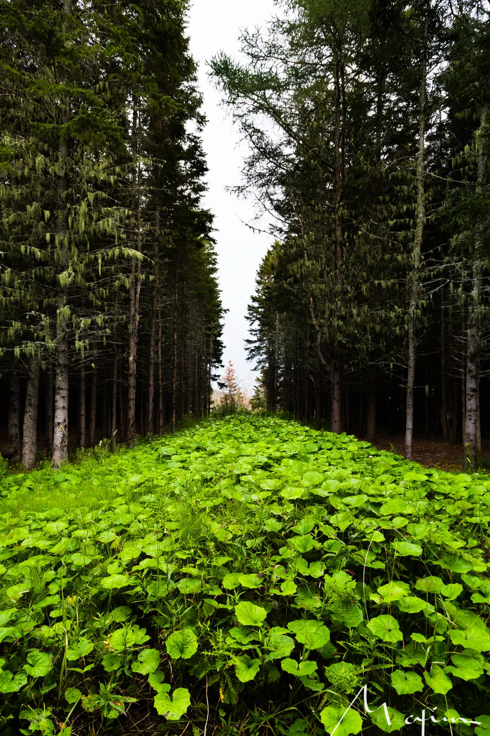 New Brunswick